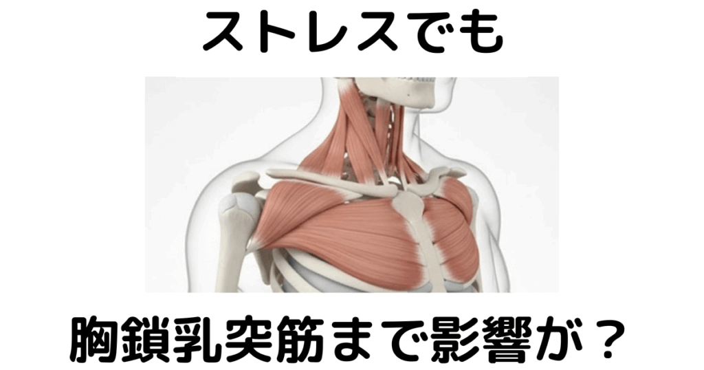 近江八幡市の全身整体つきひ ストレス改善 ストレスでも胸鎖乳突筋まで影響が?