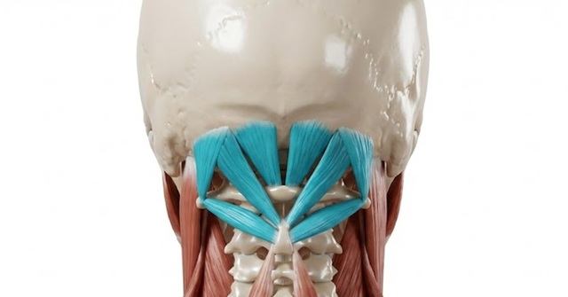 近江八幡市の全身整体つきひ　後頭下筋群の解剖図