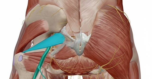 近江八幡市の全身整体つきひ　梨状筋の解剖図