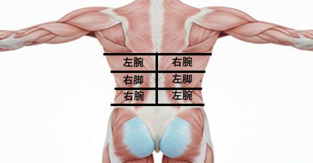 近江八幡市の全身整体つきひ　腕や脚の影響の開設図
