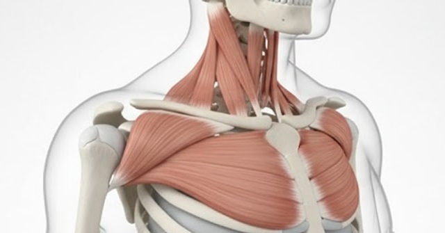 近江八幡市の全身整体つきひ 胸鎖乳突筋の解剖図