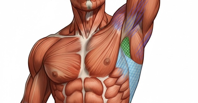 近江八幡市の全身整体つきひ　烏口腕筋･小胸筋･大円筋･広背筋･前鋸筋･肩甲下筋の解剖図
