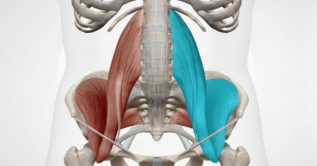 近江八幡市の全身整体つきひ　お腹のインナーマッスル（大腰筋・腸骨筋）の解剖図
